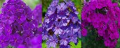 Phlox paniculata The King2